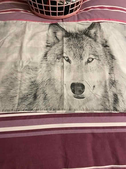 Photo of free Wolf single duvet and pillowcase (Sele Farm SG14) #1