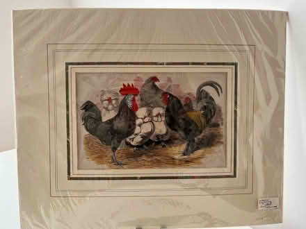 Photo of free Two hand coloured prints of poultry birds (Chalker's Corner TW9) #2