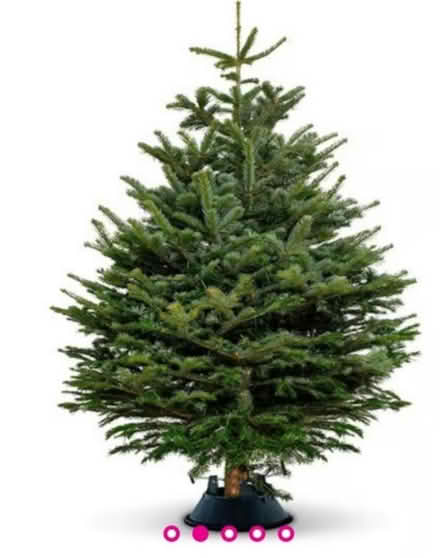 Photo of free Real Christmas tree (IP2) #1