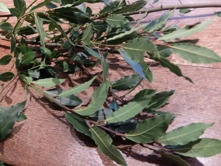 Photo of free Lots of Bay Leaves (Kenilworth CV8) #3