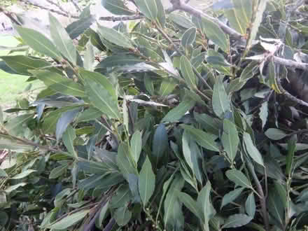 Photo of free Lots of Bay Leaves (Kenilworth CV8) #2