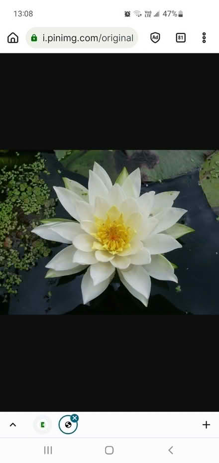 Photo of free White water lily with yellow centre (Twyford RG10) #1