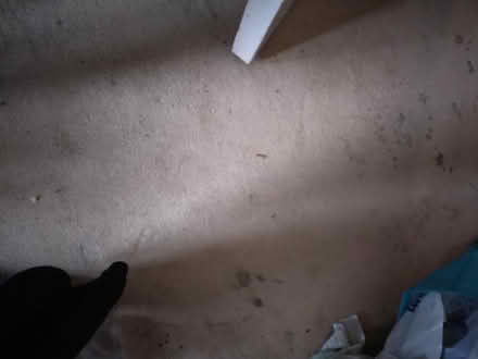 Photo of free Carpets & Underlay (Nooklands PR2) #1