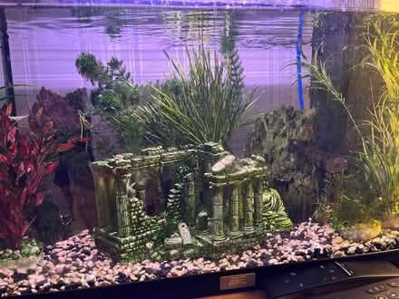 Photo of free Fish tank aquarium (WF3) #3