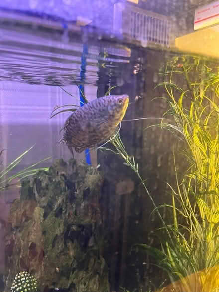 Photo of free Fish tank aquarium (WF3) #2