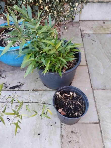 Photo of free Plants (Malvern Link WR14) #3