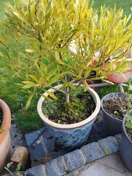 Photo of free Plants (Malvern Link WR14) #1