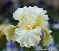 Photo of free Yellow iris rhizomes (23602) #1