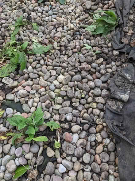 Photo of free Garden stones (Kentish Town NW5) #2