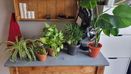 Photo of free Houseplants (Old town bridlington YO16) #1
