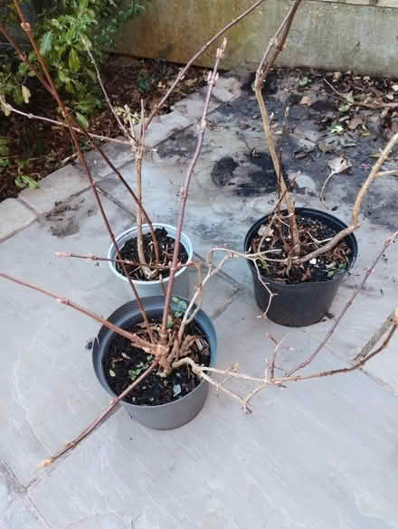 Photo of free Plants (Malvern Link WR14) #2