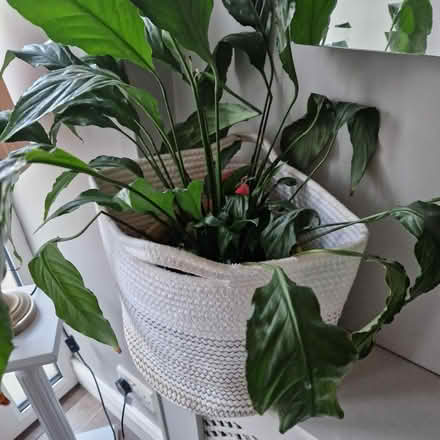 Photo of free Lily in pot (Clondalkin D22) #1