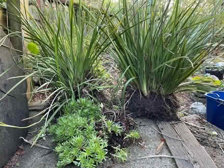Photo of free Plants, outdoor (Berkeley Hills, Terrace View) #1