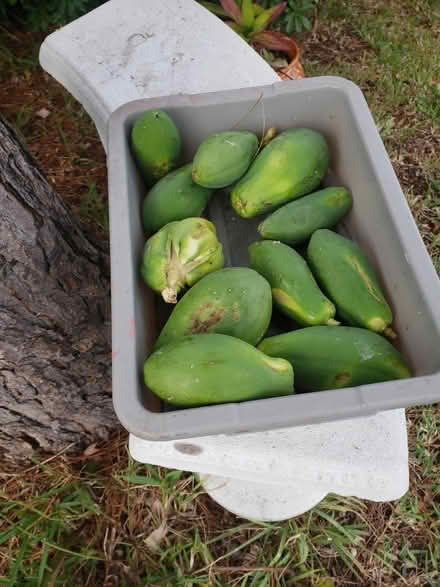Photo of free Green papayas (Clearwater, Keene and Druid Rd) #1