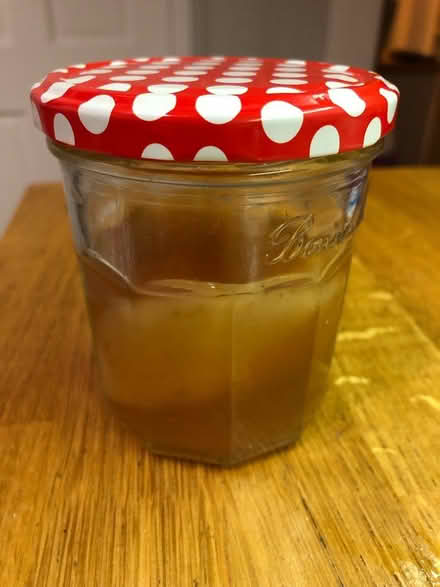 Photo of free Kombucha SCOBYs (Warminster BA12) #1