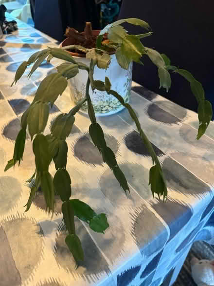 Photo of free Winter Cactus (Birmingham B32) #3