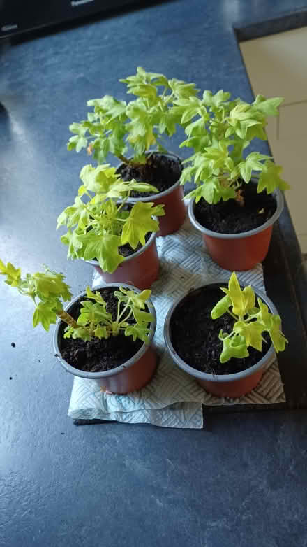 Photo of free House geraniums (S10 crosspool) #2