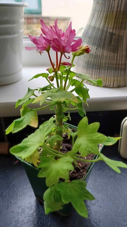 Photo of free House geraniums (S10 crosspool) #1