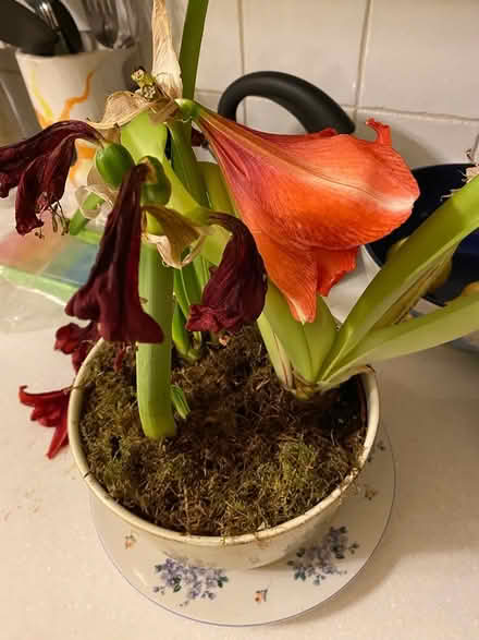 Photo of free Amaryllis bulbs in pot (North Wheaton) #1
