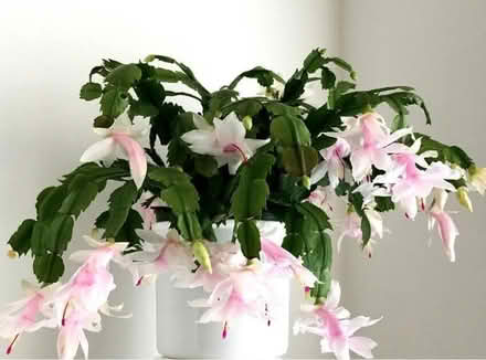 Photo of free Winter Cactus (Birmingham B32) #4
