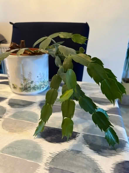Photo of free Winter Cactus (Birmingham B32) #2