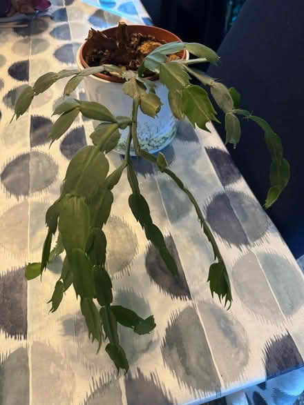 Photo of free Winter Cactus (Birmingham B32) #1
