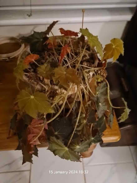 Photo of free House Plant (BS24) #1