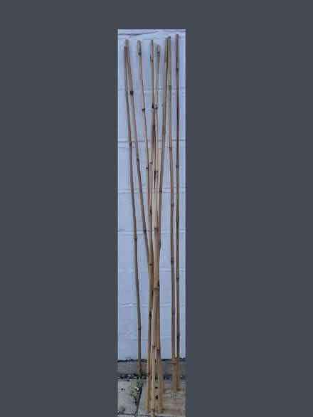 Photo of free Nine Bamboo Canes. Six foot long. (Upper Radley OX14) #1