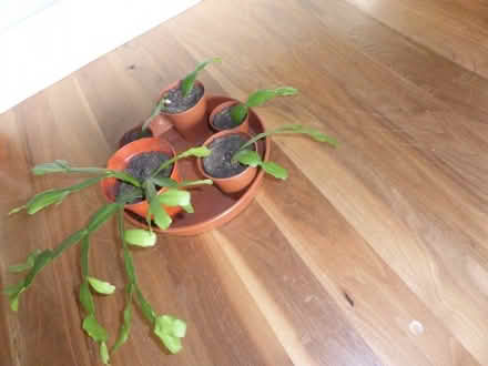 Photo of free Christmas Cactus houseplants (Oxgangs EH13) #4