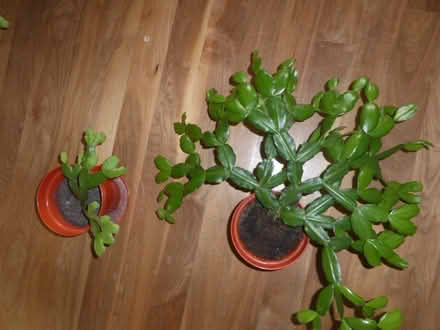 Photo of free Christmas Cactus houseplants (Oxgangs EH13) #1
