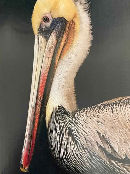 Photo of free Nature magazines -pics for art, etc (West Petaluma) #3
