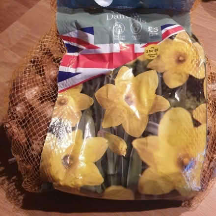 Photo of free Daffodil bulbs (Enfield EN2) #1