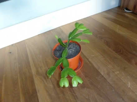 Photo of free Christmas Cactus houseplants (Oxgangs EH13) #2
