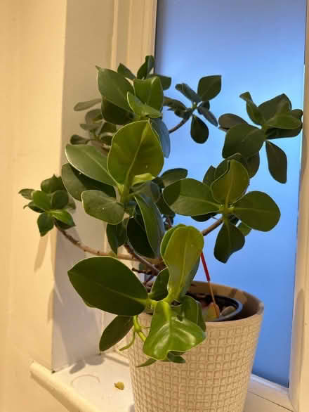 Photo of free Plant ready to be planted. NW4 (Hendon.) #2