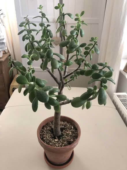 Photo of free 2 Jade plant money plant money tree (KT23 Great Bookham) #2