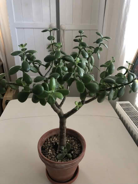 Photo of free 2 Jade plant money plant money tree (KT23 Great Bookham) #1