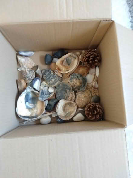 Photo of free A2? Sheets of card box of shells (Cambridge, off Newmarket rd) #1