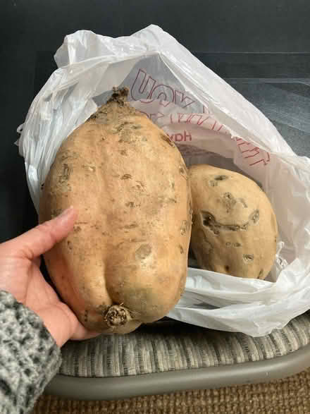 Photo of free Huge sweet potatoes (Willow Glen) #1