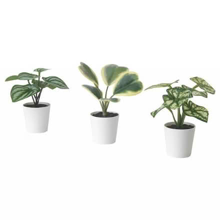 Photo of Indoor plants (Oxford OX1) #1