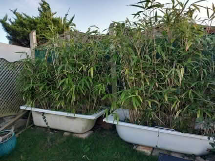Photo of free Bamboo (Totnes) #1