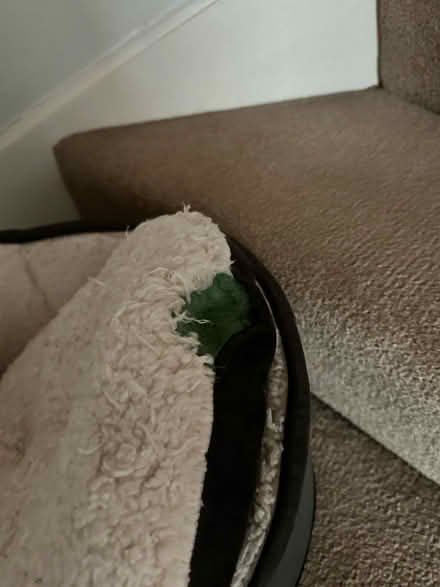 Photo of free Small Dog/Puppy/Cat Bed (DE21) #1
