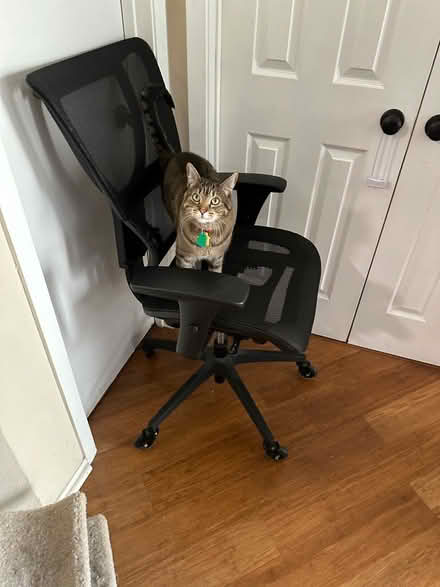 Photo of free Office chair (Spring Valley Rd & Montfort Dr) #1