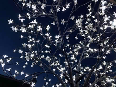 Photo of free 7ft LED Cherry Blossom Tree (Watton at Stone SG14) #1