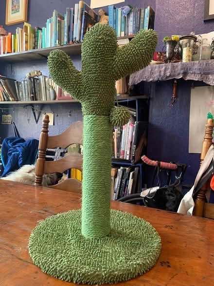 Photo of free Cactus Scratching Post (Ridgewood, Queens) #1