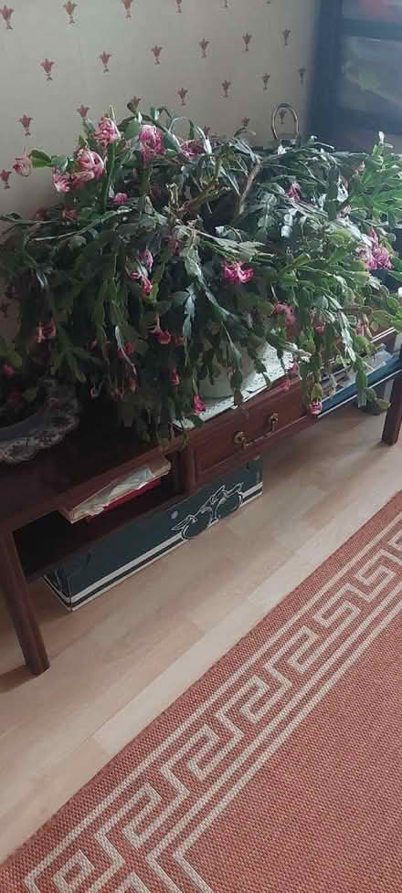 Photo of free Christmas Cactus (Hawley GU17) #1