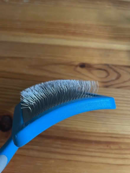 Photo of free Dog grooming brush (E10) #1