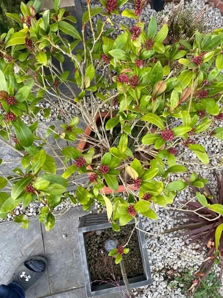 Photo of free shrub (Loughborough) #2