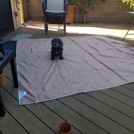 Photo of free Canopy (SE Torrance 90501) #1
