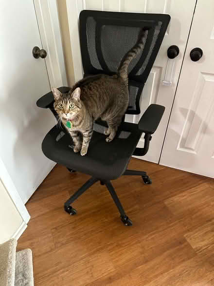 Photo of free Office chair (Spring Valley Rd & Montfort Dr) #2