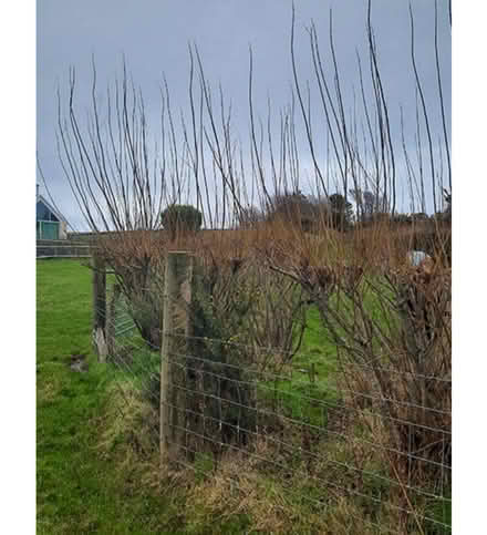 Photo of Willow branches (Cheddington, LU7) #1